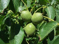 churchyard walnuts