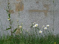 daisies